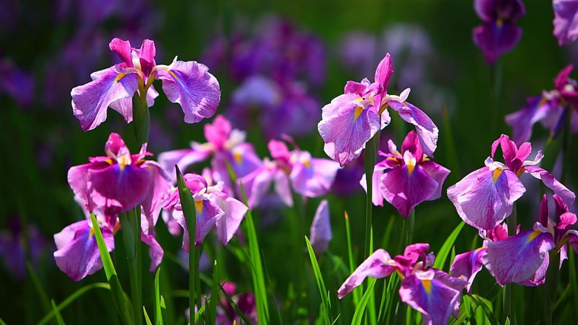 Tổng Quan Về Cây Hoa Diên Vĩ